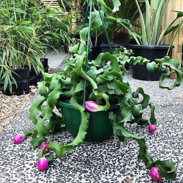Guatemalan Monstrose Plant Seeds for Planting, 100 pcs seeds for planting in home garden