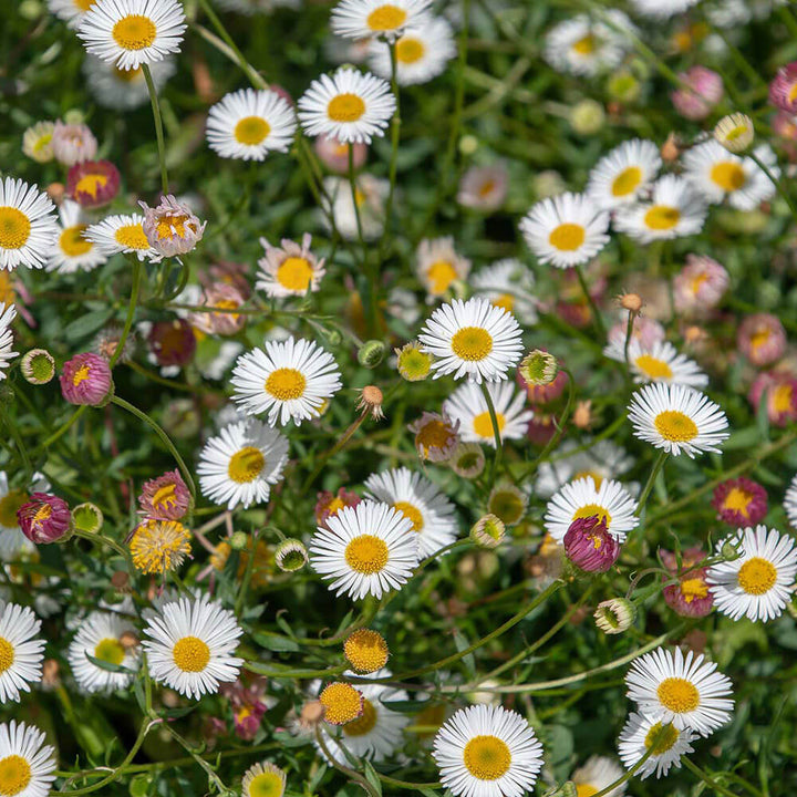 Heirloom Non-GMO Santa Barbara Flower Seeds for Planting – Vibrant Ornamental Blooms for Garden Landscapes