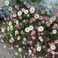 Mixed Erigeron Flower Seeds for Planting- NON GMO Seeds