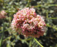 Heirloom Eriogonum Grande Flower Seeds for Planting, Non-GMO