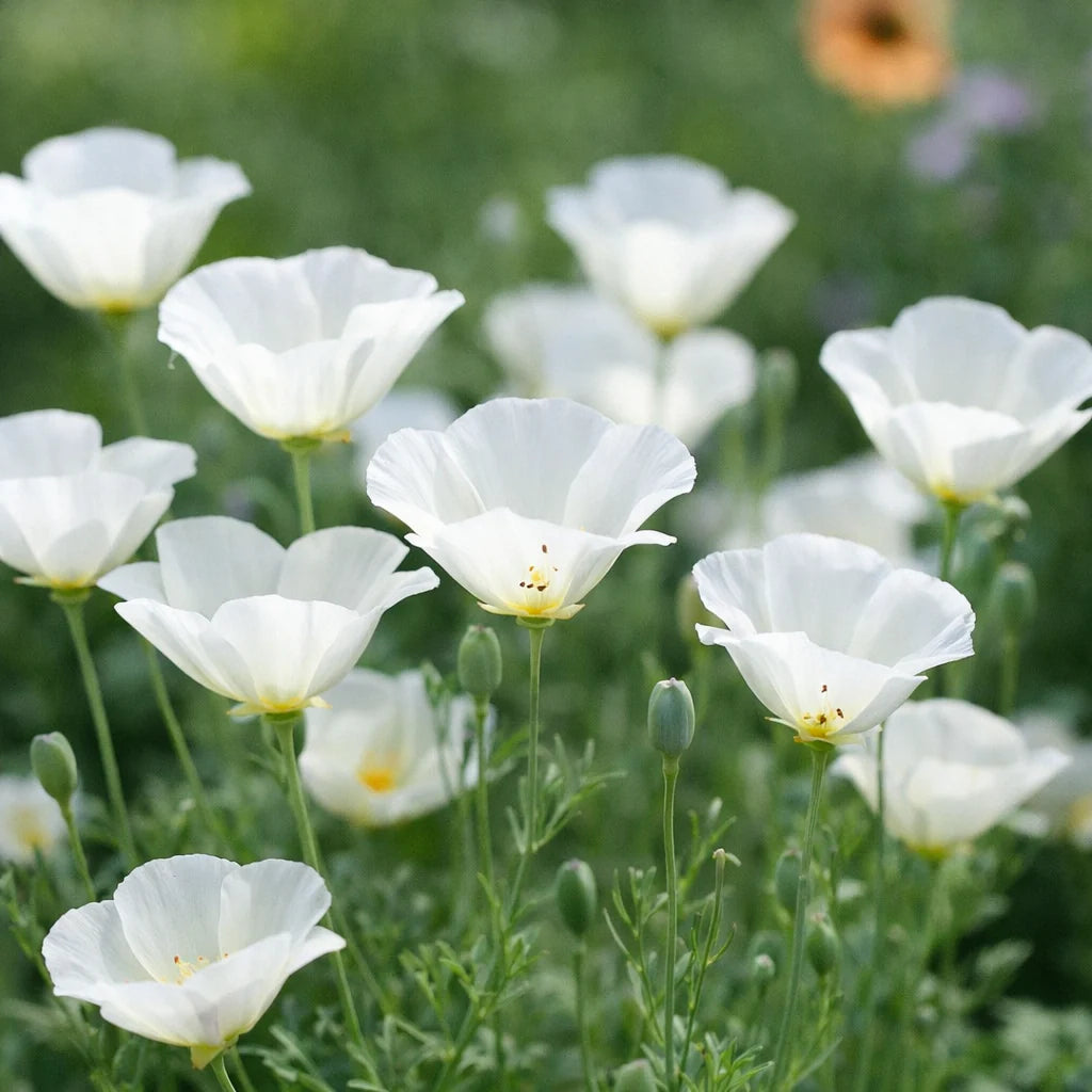 Californica Flower Seeds for Planting, Heirloom, Non-GMO, 100 pcs