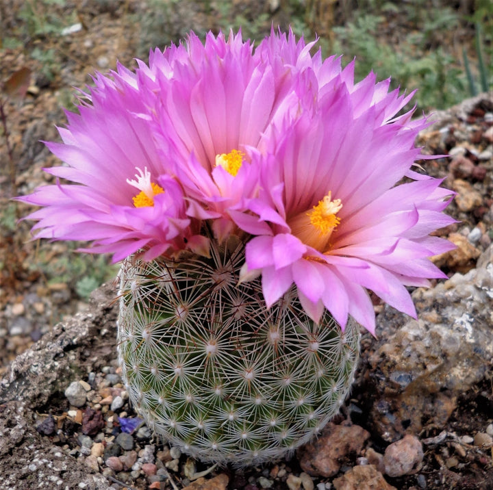 Heirloom Escobaria Vivipara Flower Seeds for Planting, Non-GMO