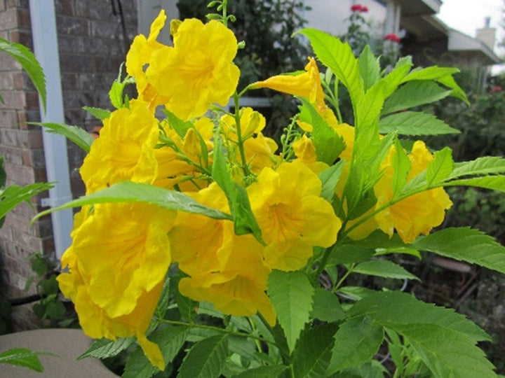 Tecoma Flower Seeds for Planting, 100 pcs