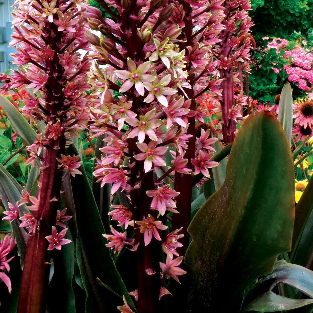Safari Adventure Pineapple Lily blooming in an ornamental garden