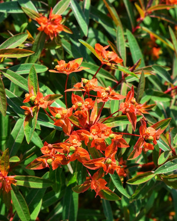 Red Euphorbia Griffithii Flower Seeds for Planting - NON GMO Seeds