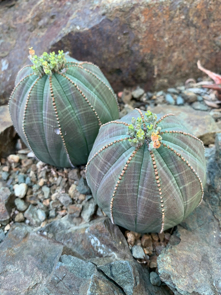 Heirloom Non-GMO Euphorbia Obesa Baseball Plant Flower Seeds for Planting