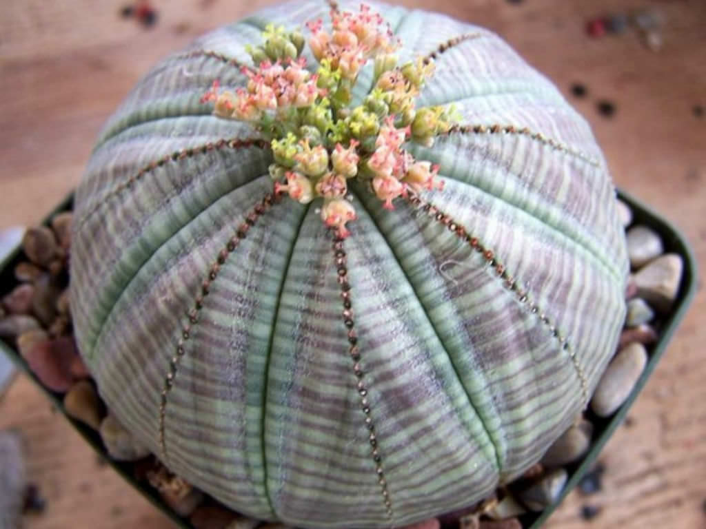 Heirloom Non-GMO Euphorbia Obesa Baseball Plant Flower Seeds for Planting - Non-GMO for planting in home garden