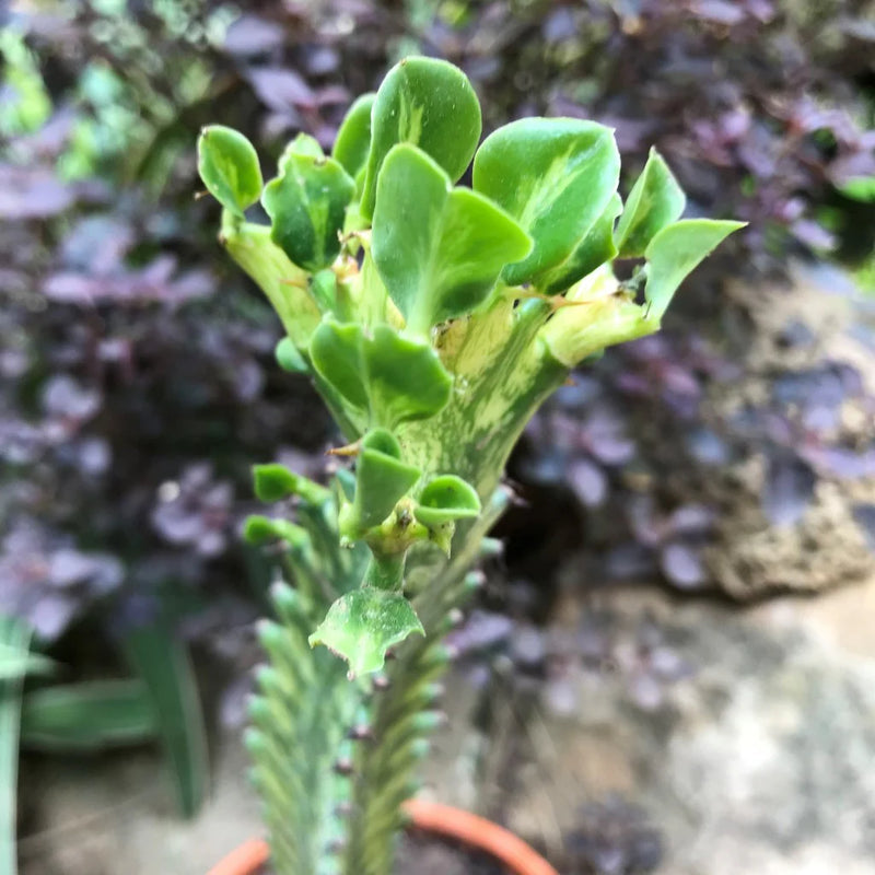 Heirloom Euphorbia Mayurnathanii Flower Seeds for Planting, Non-GMO