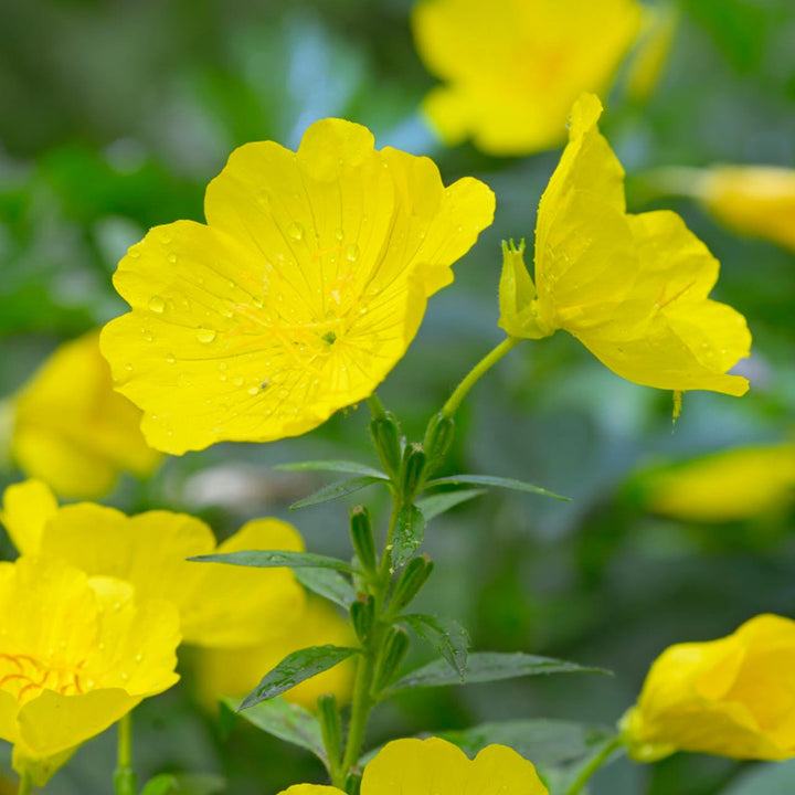 Heirloom Non-GMO Oenothera Biennis Flower Seeds for Planting – Medicinal Evening Primrose Garden Blooms