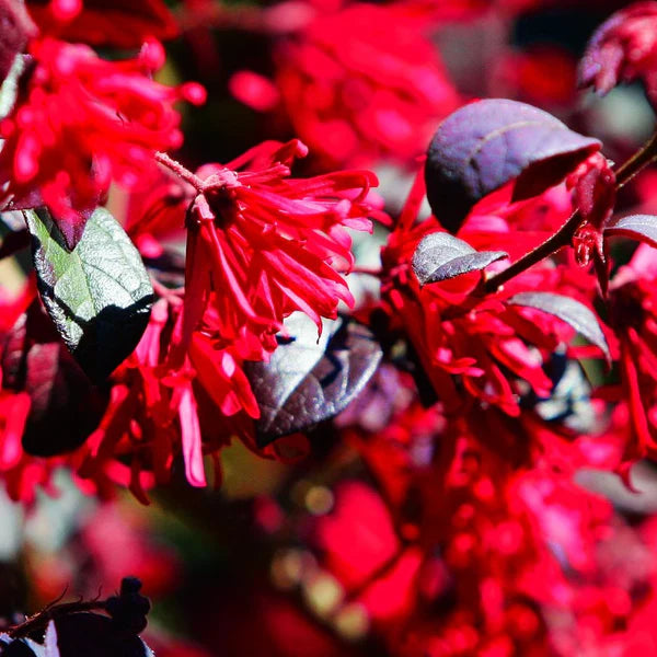 Red Loropetalum Flower Seeds for Planting - NON GMO Seeds