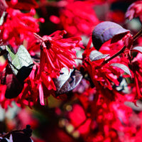 Red Loropetalum Flower Seeds for Planting - NON GMO Seeds