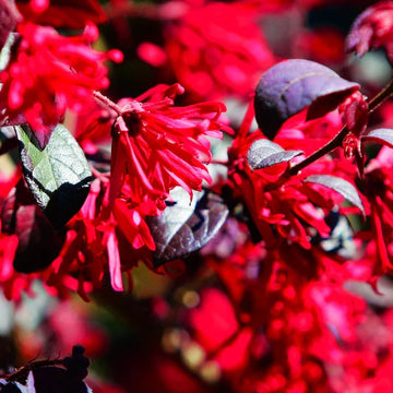 Red Loropetalum Flower Seeds for Planting - NON GMO Seeds