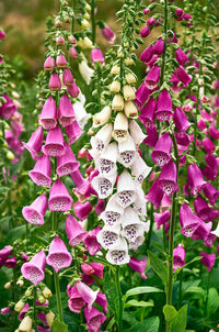 Pink Climbing Foxglove Flower Seeds for Planting - NON GMO Seeds