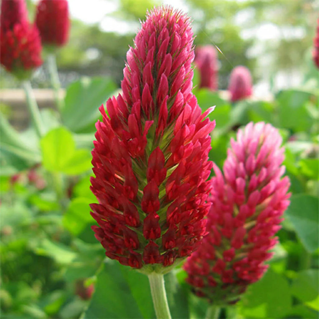 Heirloom Crimson Clover Plant Seeds for Garden Planting, Non-GMO, Vibrant Cover Crop Blooms