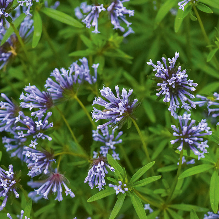 Organic Heirloom Non-GMO Blue Woodruff Seeds for Planting – Fragrant Garden Blooms