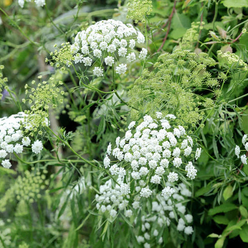 Ammi Majus Seeds for Planting – Organic, Heirloom, Non-GMO Flower Seeds