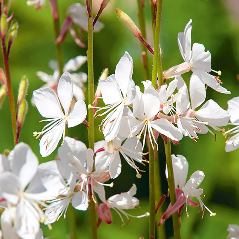 Heirloom Gaura Flower Seeds for Garden Planting, Non-GMO, Graceful Blooms for Pollinator Gardens