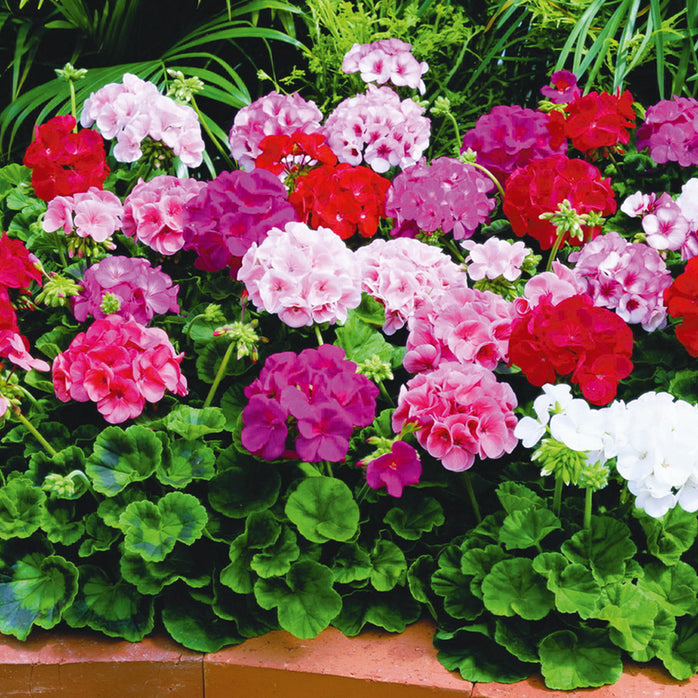 Pelargonium Flower Seeds for Planting, Heirloom, Non-GMO, 100 pcs