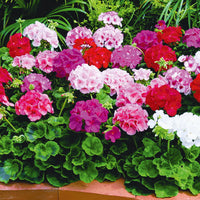 Pelargonium Flower Seeds for Planting, Heirloom, Non-GMO, 100 pcs