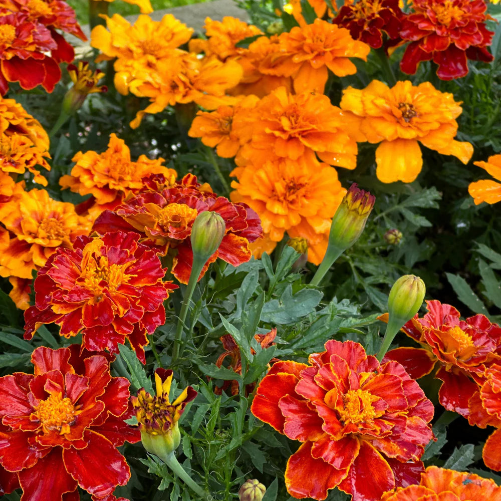 Marigold Flower Seeds for Planting ,Heirloom Seeds -100 pcs