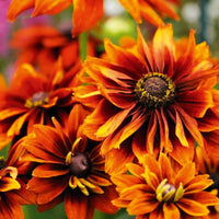 Rudbeckia Autumn Colours flowers blooming in vibrant warm shades.
