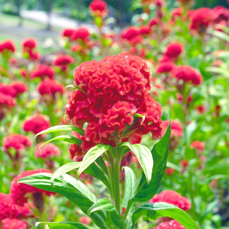 Heirloom Non-GMO Rooster Flower Seeds for Planting – for Bold Garden Displays