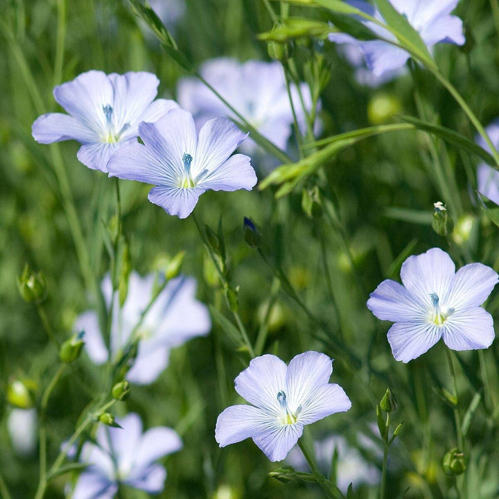Flax Flower Seeds for Planting, Yellow Perennial, 100 pcs