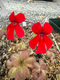 Red Butterwort Flower Planting Seeds 100 Pcs pcs
