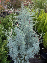 Green Arizona Cypress tree growing in a landscaped garden