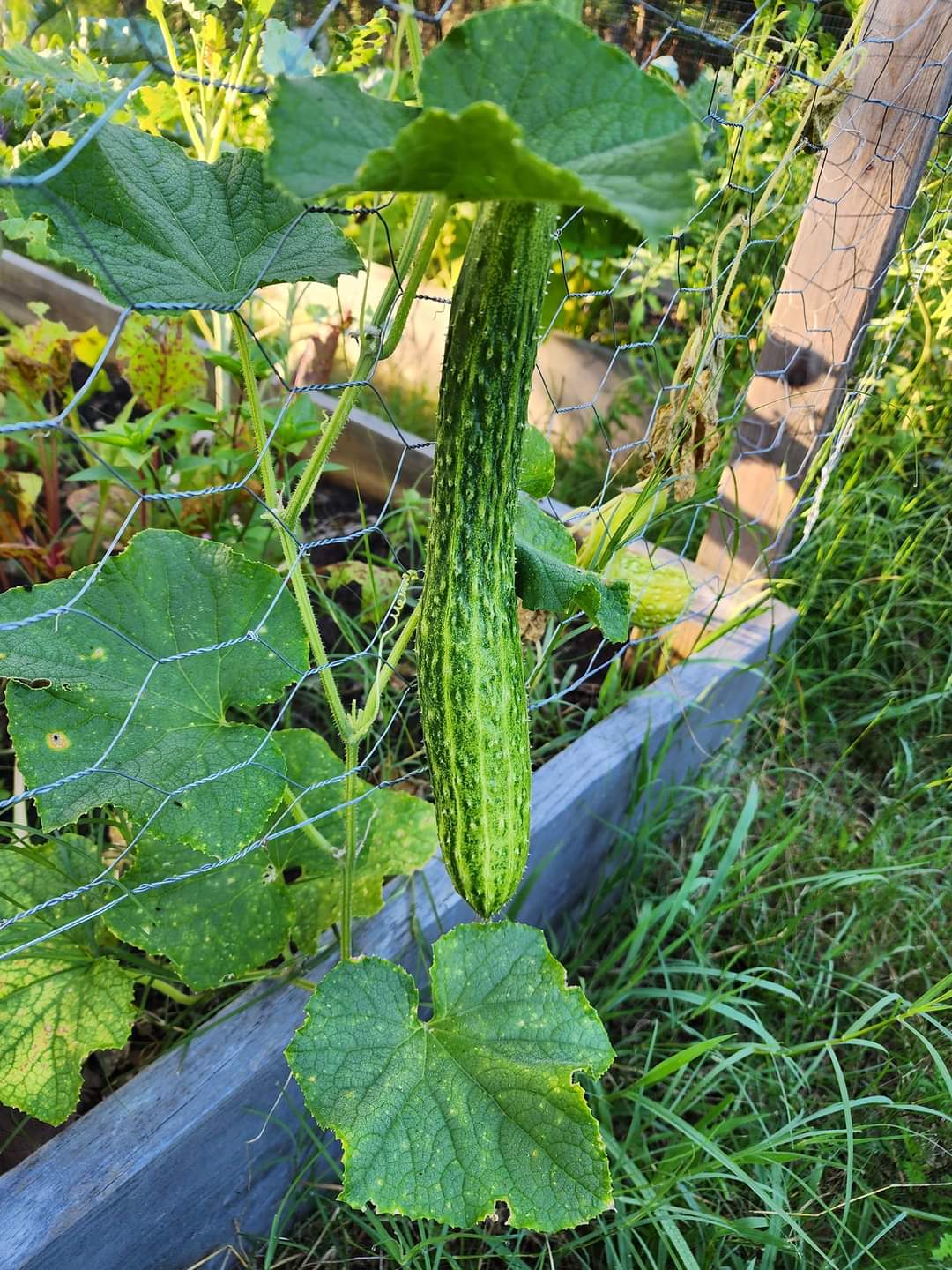 Suyo Long Cucumber Seeds for Home Garden Planting | Heirloom Non-GMO