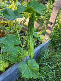 Suyo Long Cucumber Seeds for Home Garden Planting | Heirloom Non-GMO