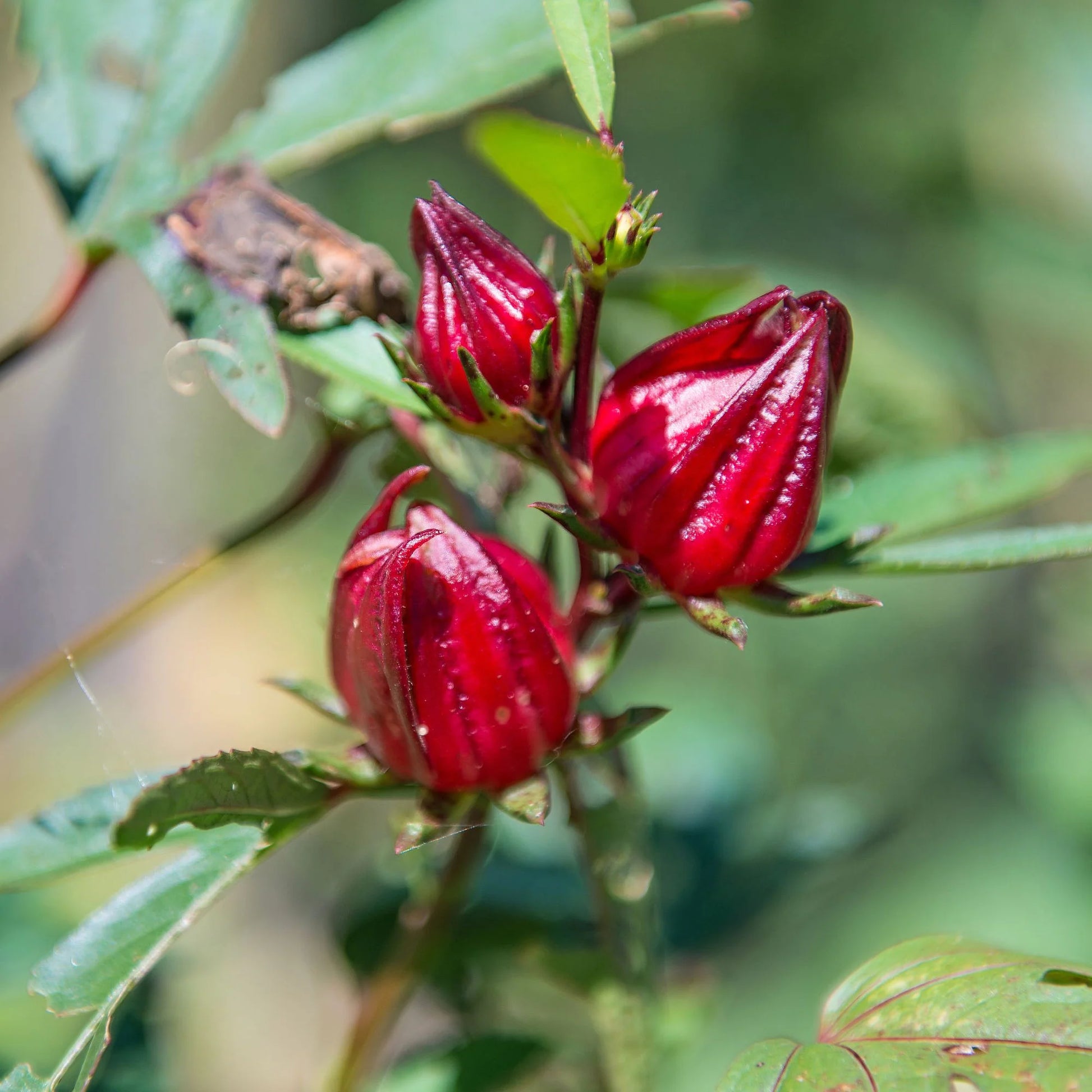 Australian Rosella Hibiscus Flower Seeds for Planting - Hibiscus Sabdariffa Var. Sabdariffa