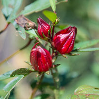 Australian Rosella Hibiscus Flower Seeds for Planting - Hibiscus Sabdariffa Var. Sabdariffa
