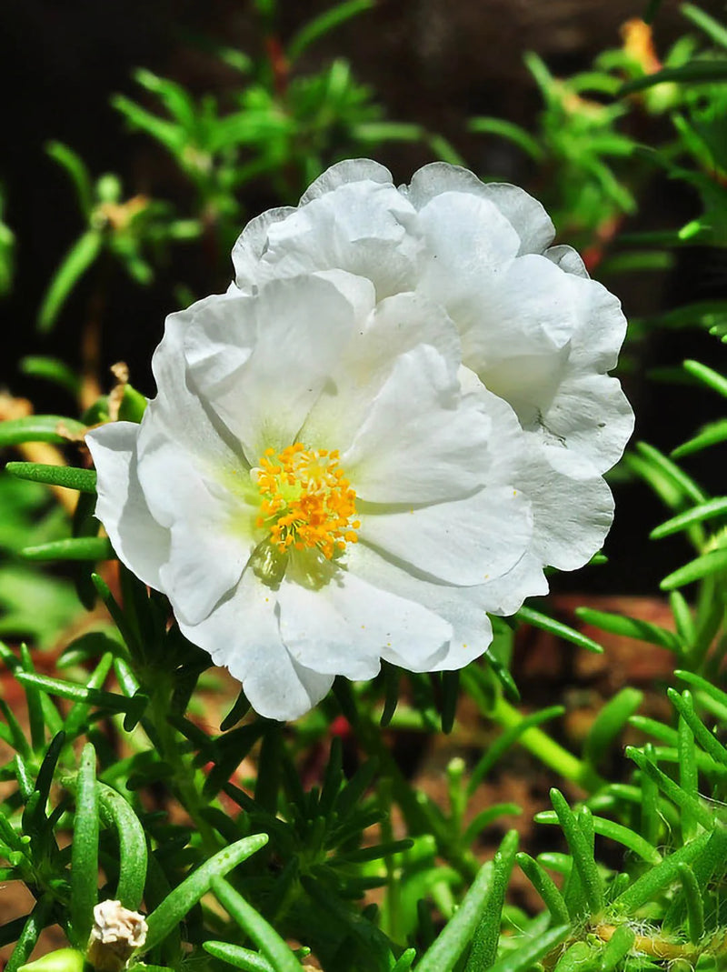 Moss Rose Flower Seeds for Planting – Heirloom, Non-GMO Seeds for Colorful Garden Blooms