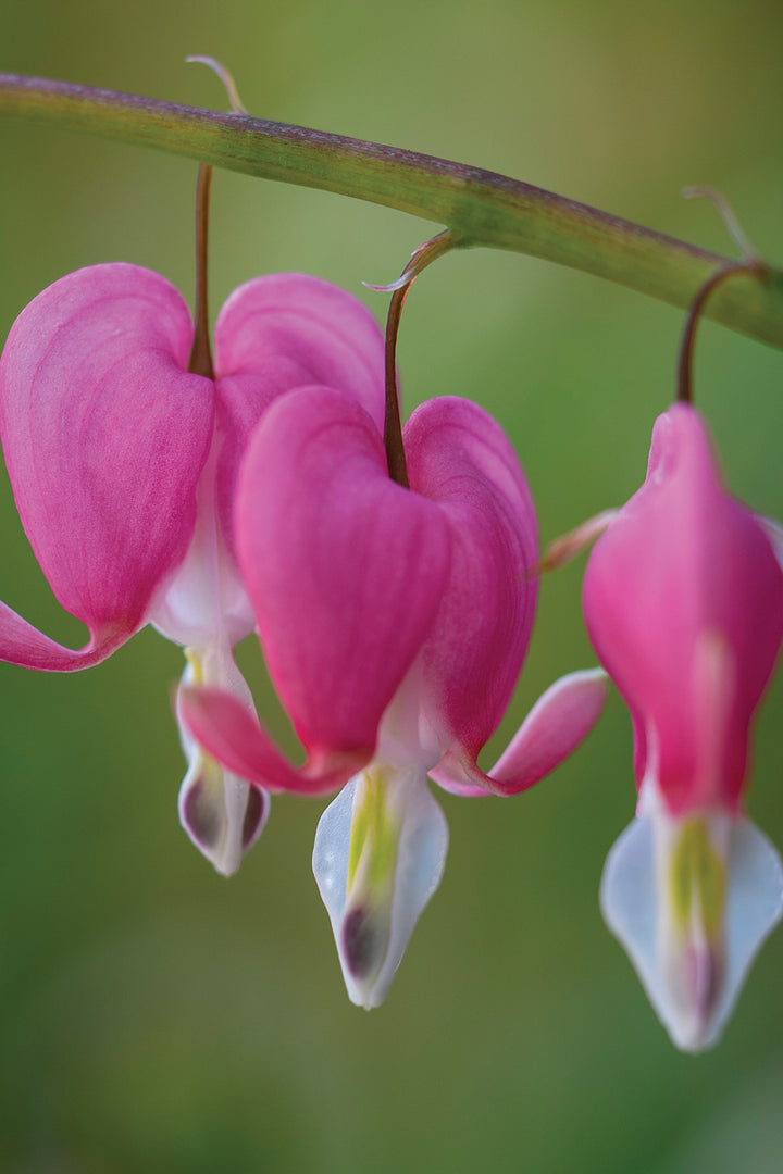 Heirloom Non-GMO Bleeding Hearts Flower Seeds for Planting – Charming Shade-Loving Garden Blooms