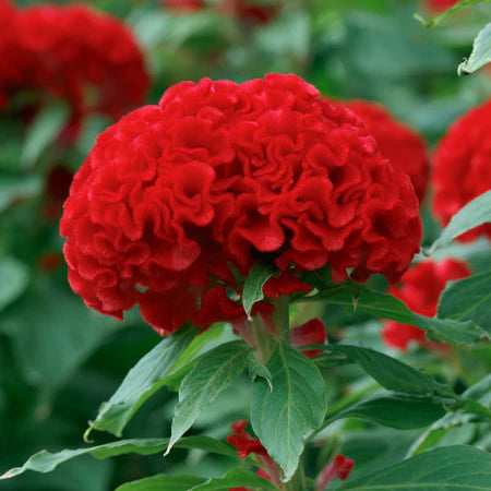 Celosia Chief Persimmon Flower Seeds, Heirloom, Non-GMO Bold Ornamental Blooming Seeds