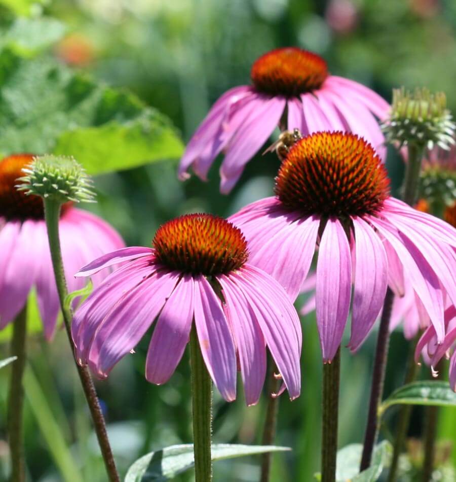 Heirloom Echinacea angustifolia Coneflower Seeds for Planting - Non-GMO Garden Seeds