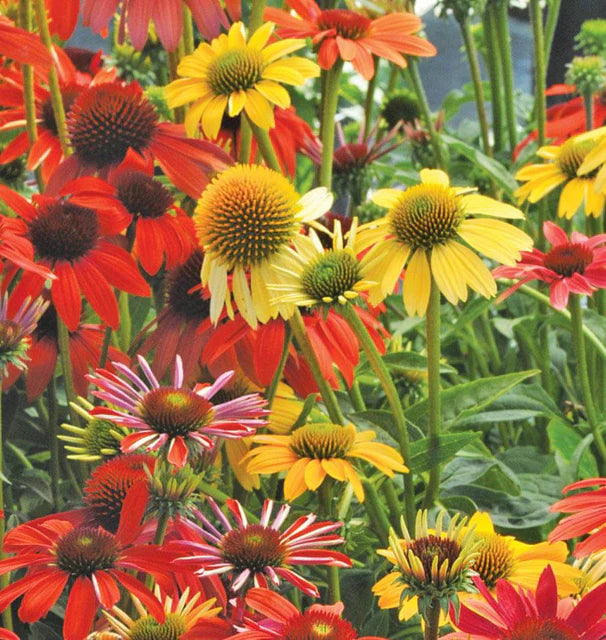 Cheyenne Spirit coneflowers growing in a sunny garden border.
