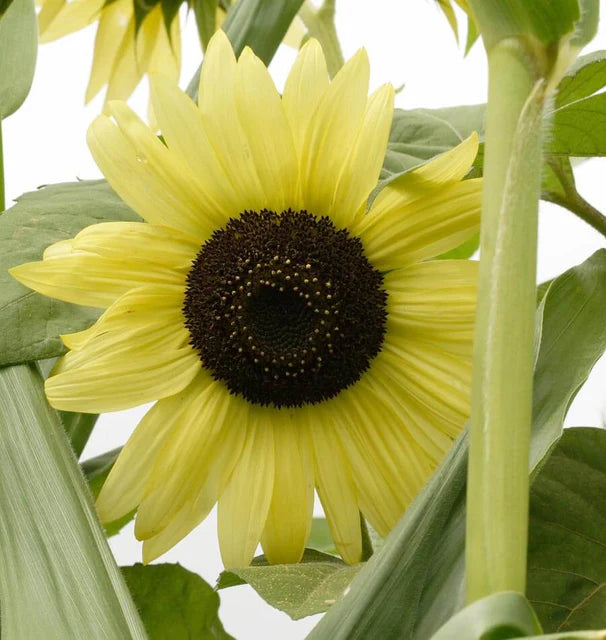 Lemon Sunflower Seeds – Heirloom, Non-GMO Flower Seeds for Planting in Home Garden