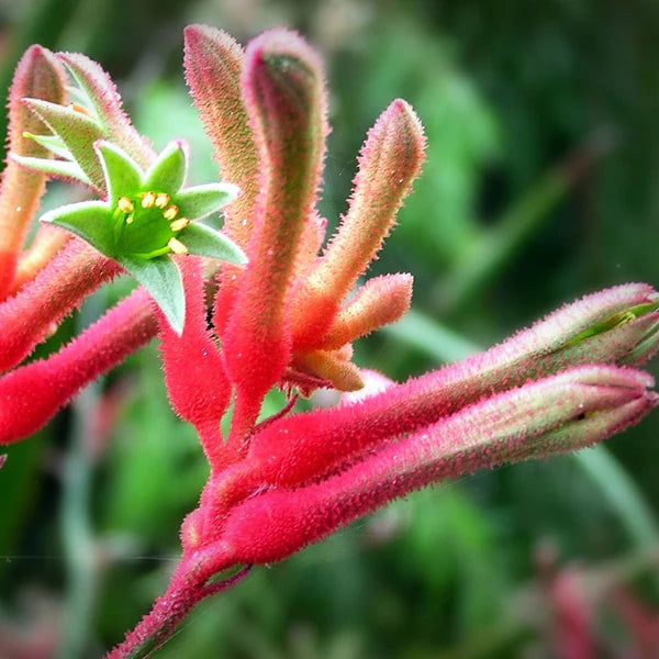 Anigozanthos Flavidus Plant Seeds Heirloom Non GMO Planting - 100 pcs