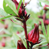 Australian Rosella Hibiscus Flower Seeds for Planting - Hibiscus Sabdariffa Var. Sabdariffa