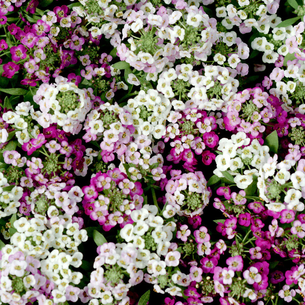 Alyssum Flower Seeds Heirloom Non GMO Planting - 100 pcs