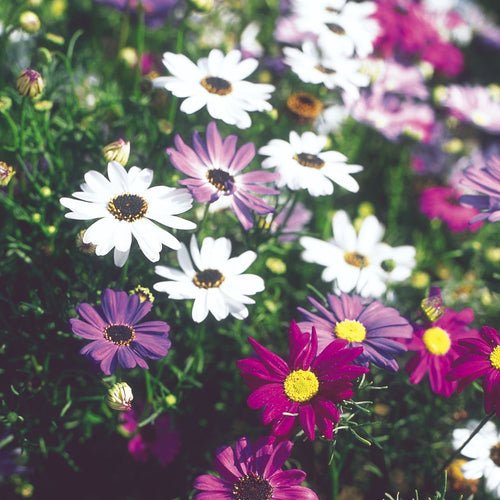 Mixed (Mixed scientific name) for planting in garden