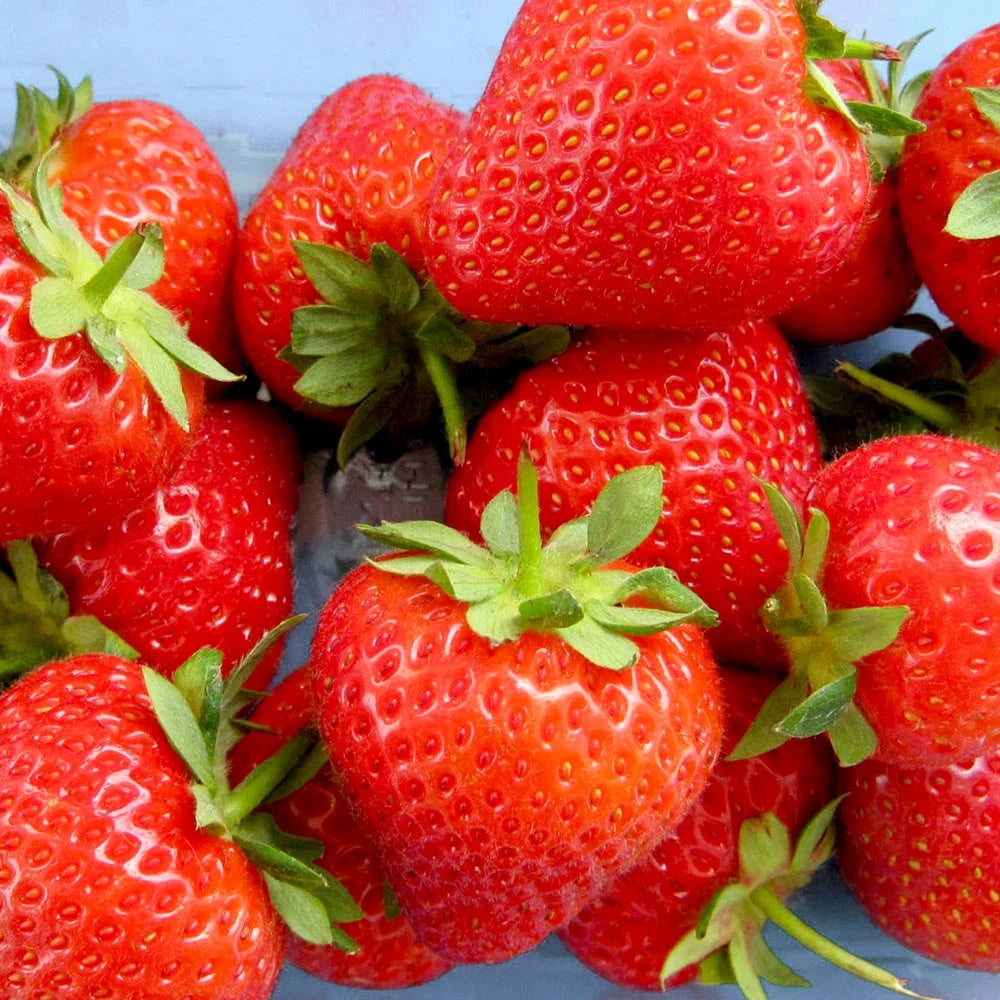 Giant red strawberry variety with healthy green foliage in a home garden