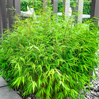 Fargesia bamboo seeds for planting in home gardens.