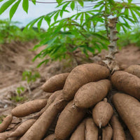 Cassava Vegetable Seeds