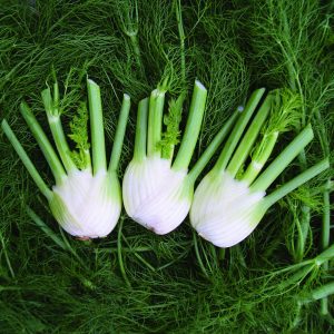 Fennel Plug Plants for Herb and Vegetable Gardens