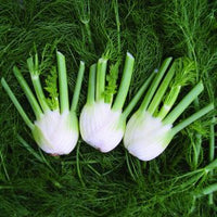 Fennel Plug Plants for Herb and Vegetable Gardens