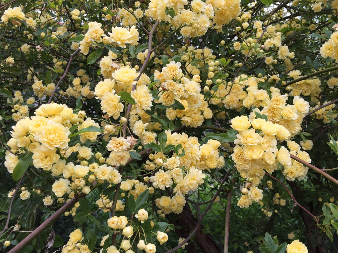 Rosa Banksia Flower Seeds for Planting - NON GMO Seeds for planting in home garden