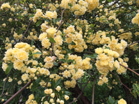 Rosa Banksia Flower Seeds for Planting - NON GMO Seeds for planting in home garden